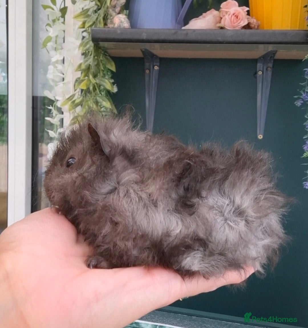 Guinea Pig rodents Pair of young bonded male Guinea pigs - Advert 19