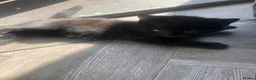 Mixed Breed cats for sale: Mixed kitten litter - Advert 7