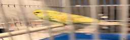 Budgerigars birds for sale: Budgies For sale in Luton - Advert 4