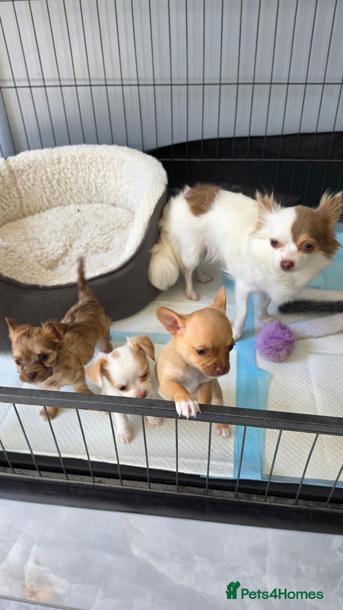 Chihuahua dogs  **  chihuahuas  - Advert 5