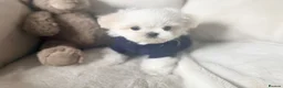 Maltese dogs for sale: Bambelina Korean Maltese  - Advert 12
