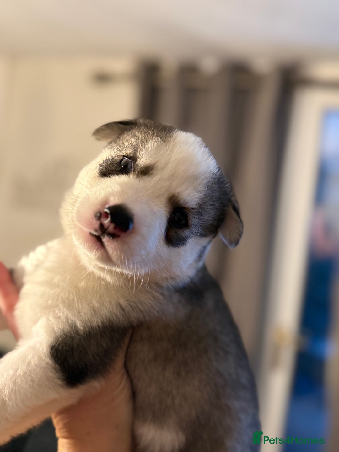 Siberian Husky dogs for sale: Siberian husky puppy’s for sale  - Image 6