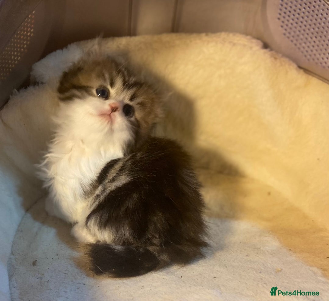 Munchkin cats for sale: Full Pedigree Munchkin Kittens  - Image 9