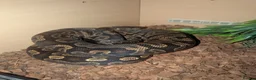 Python Snake reptiles for sale: GHI royal python  in Arbroath - Advert 2