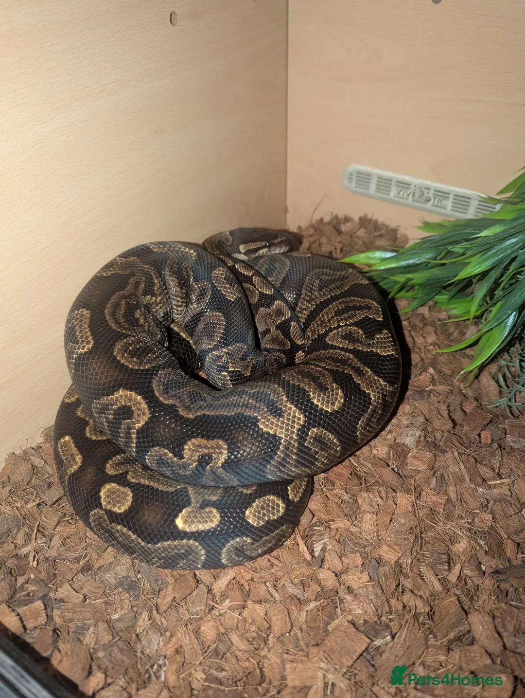 Python Snake reptiles for sale: GHI royal python  in Arbroath - Advert 2
