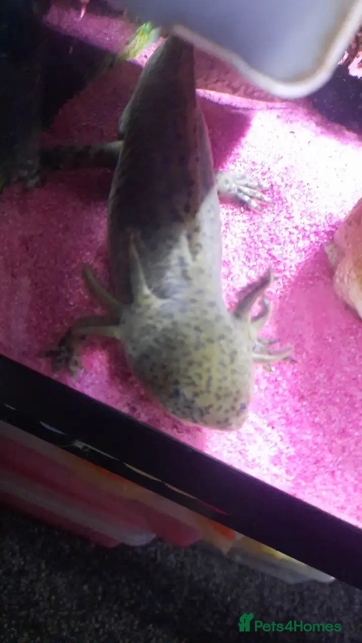 Axolotl reptiles My black wild type axolotl (NEEDS TO GO)  - Advert 13