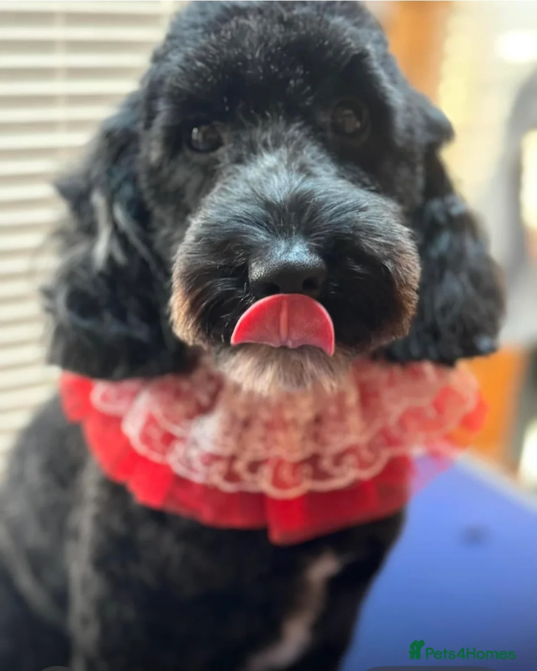 Cockapoo dogs for sale: New home needed - Advert 2