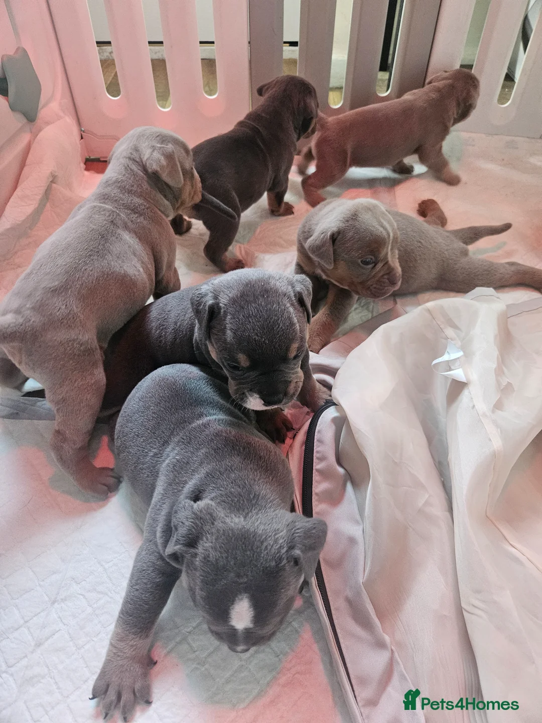 Dorset Olde Tyme Bulldogge dogs for sale: Olde english bulldogge - Advert 5