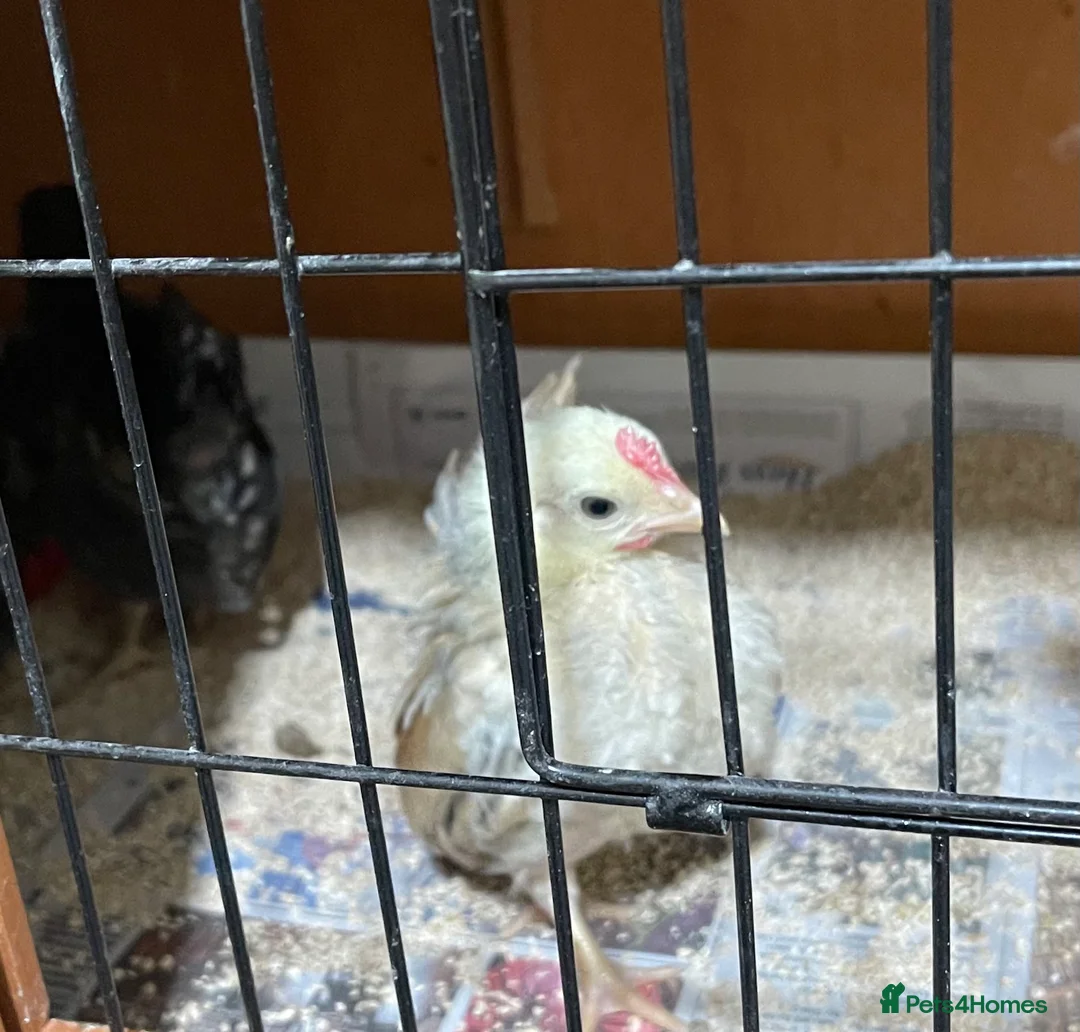 Chickens poultry for sale: Mini Serama Chicks - Advert 5