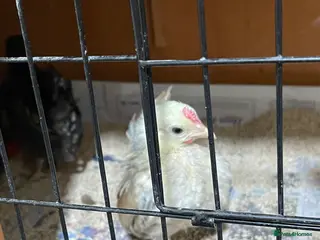 Chickens poultry Mini Serama Chicks - Advert 7