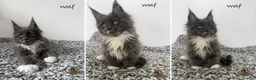 Maine Coon cats for sale: 🐾 Maine Coon Kittens TICA Registered 🐾 - Advert 8