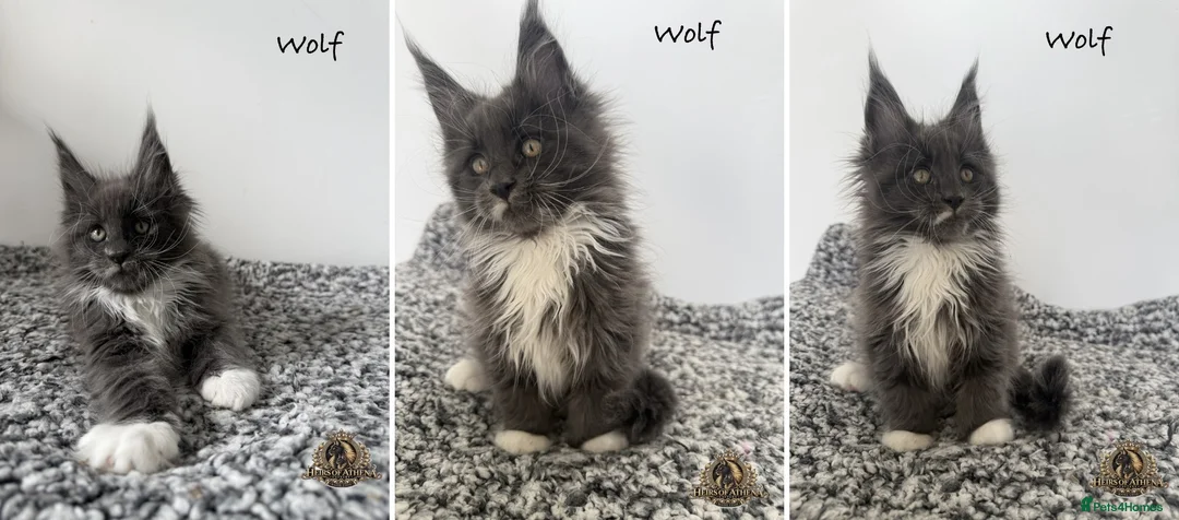 Maine Coon cats for sale: 🐾 Maine Coon Kittens TICA Registered 🐾 - Advert 8