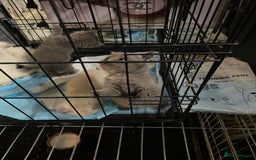 Ragdoll cats for sale: Ragdoll x British shorthair  - Image 12