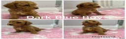 Labradoodle dogs for sale: Multi- Generation Toy/Mini parti Labradoodles   - Advert 10
