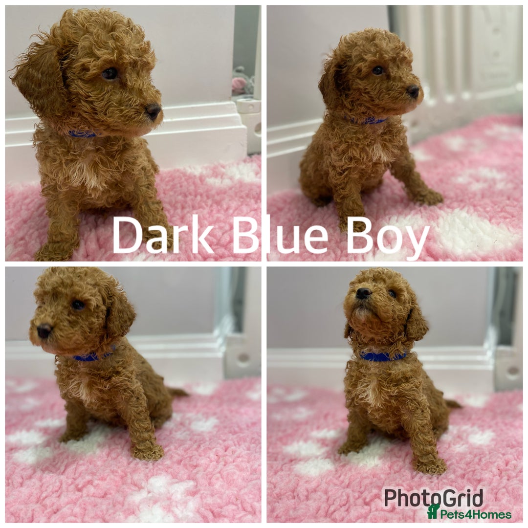 Labradoodle dogs for sale: Multi- Generation Toy/Mini parti Labradoodles   - Advert 10