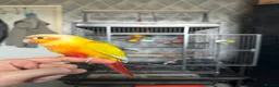 Conures birds for sale: Suncheek conure in Cradley Heath - Advert 4