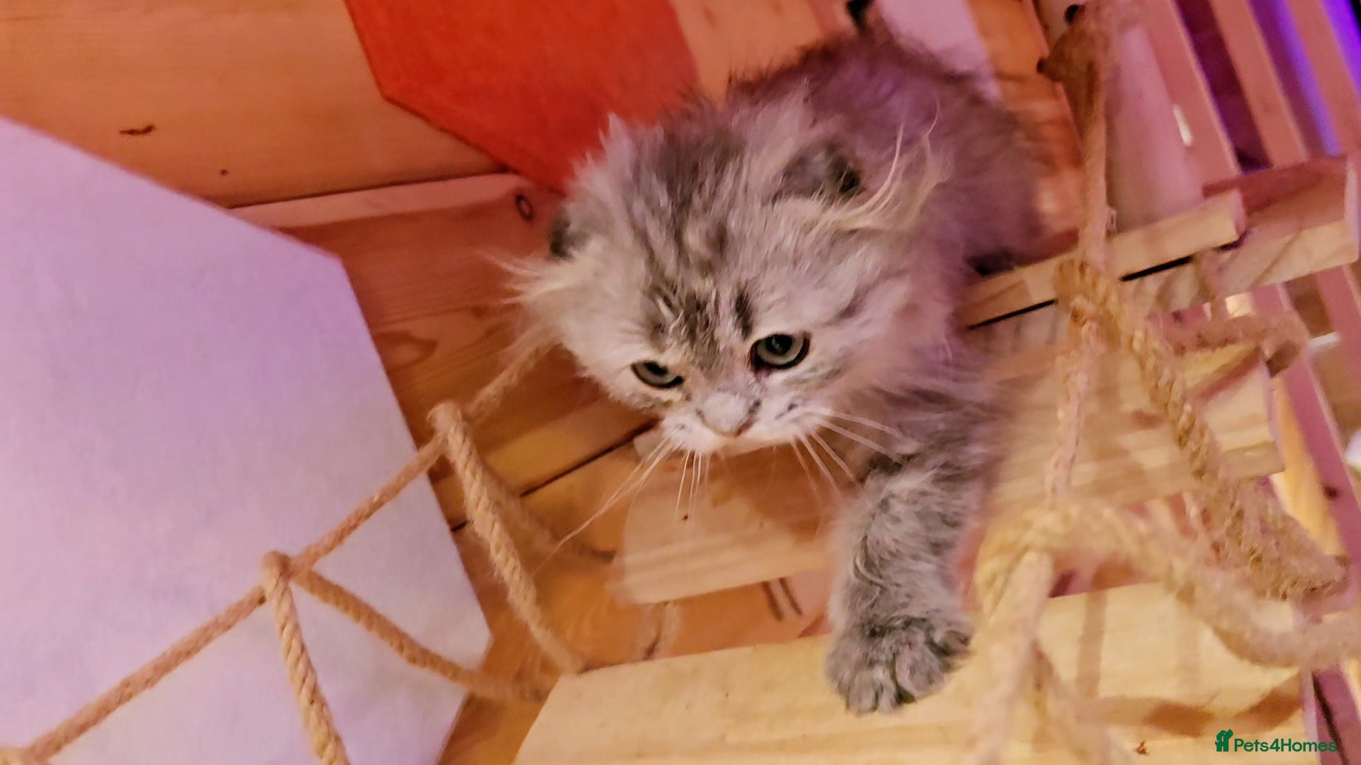 Scottish Fold cats Scottish Fold Kittens - Advert 3