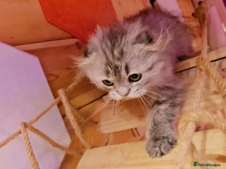 Scottish Fold cats Scottish Fold Kittens - Advert 2