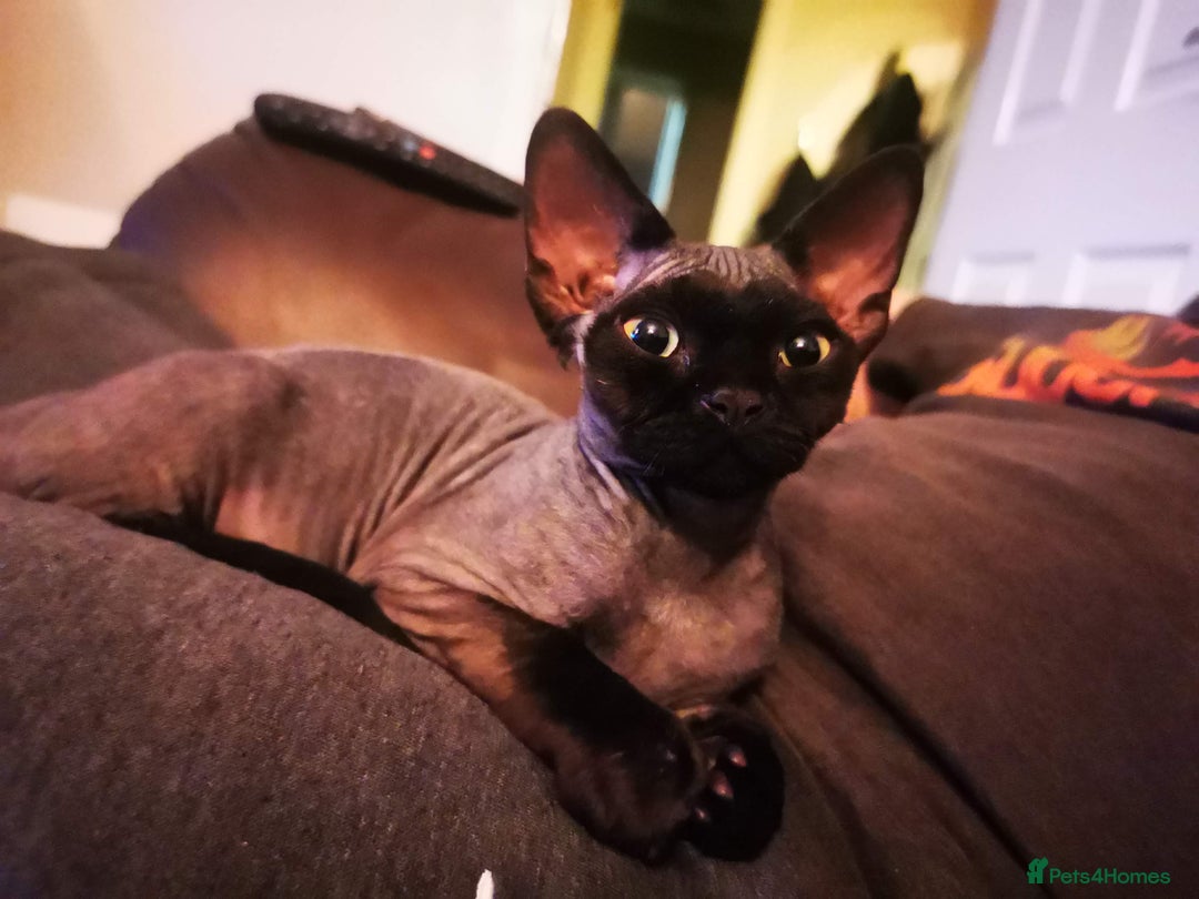 Devon Rex cats for stud: STUD ONLY - Xenopaws Ripley's Hero (Bishop) - Advert 10