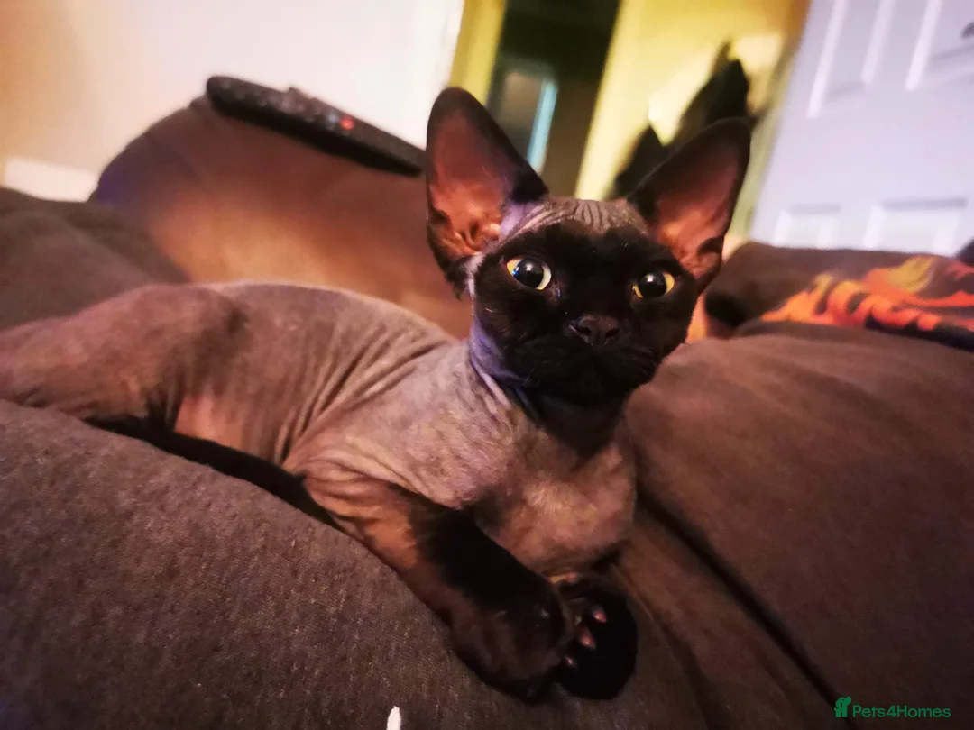 Devon Rex cats for stud: STUD ONLY - Xenopaws Ripley's Hero (Bishop) - Advert 10