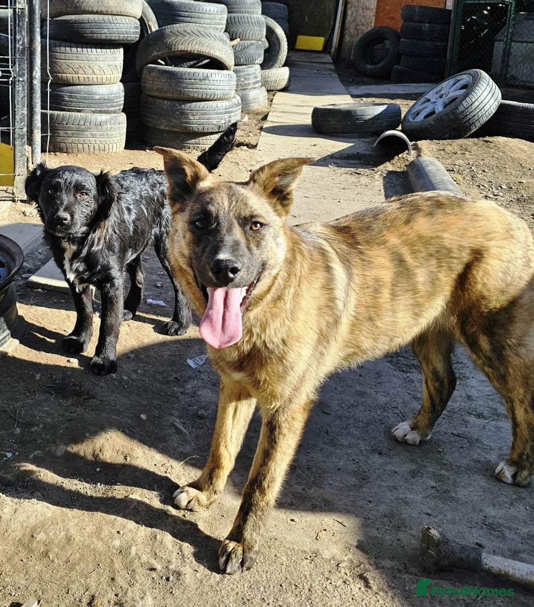 Mixed Breed dogs for adoption: PEPPER - a superb, gentle boy, for a Loving Home - Image 4