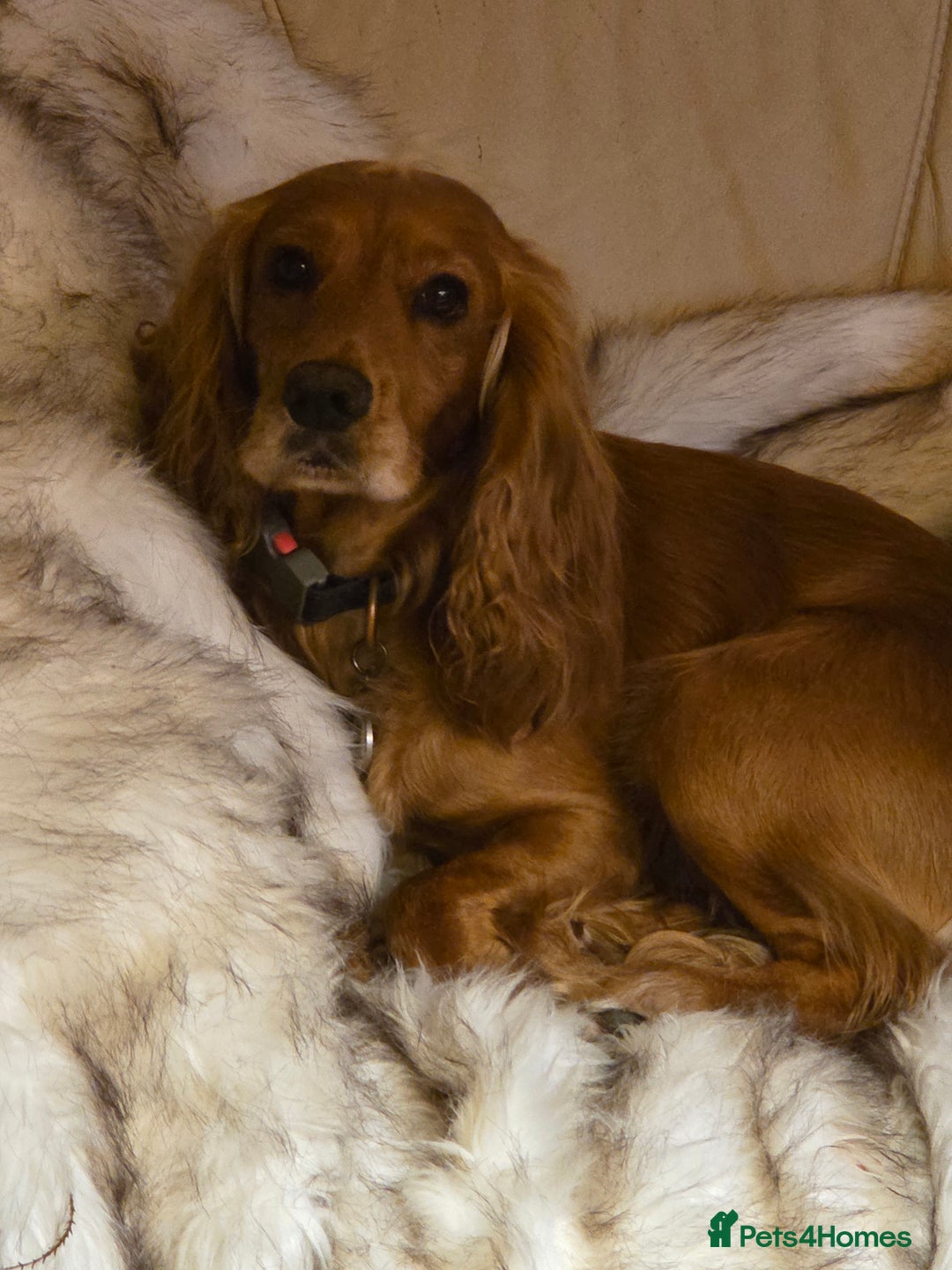Cocker Spaniel dogs for sale: Beautiful and sweet puppy😊 - Image 4