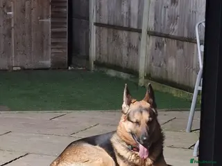 German Shepherd dogs 2-year-old male German Shepherd - Advert 1