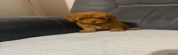 Toy Poodle dogs for sale: Toy poodle - Advert 3