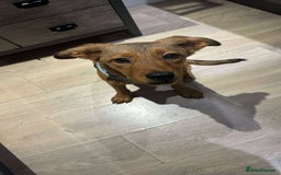 Mixed Breed dogs for adoption: Chase for adoption - Image 1