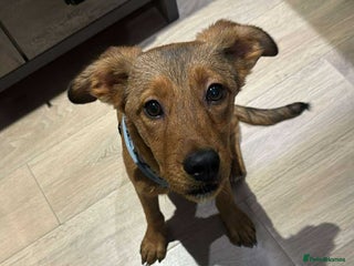 Mixed Breed dogs - Advert 1