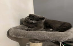 Scottish Fold cats for sale: Scottish fold and straight kittens  - Image 23