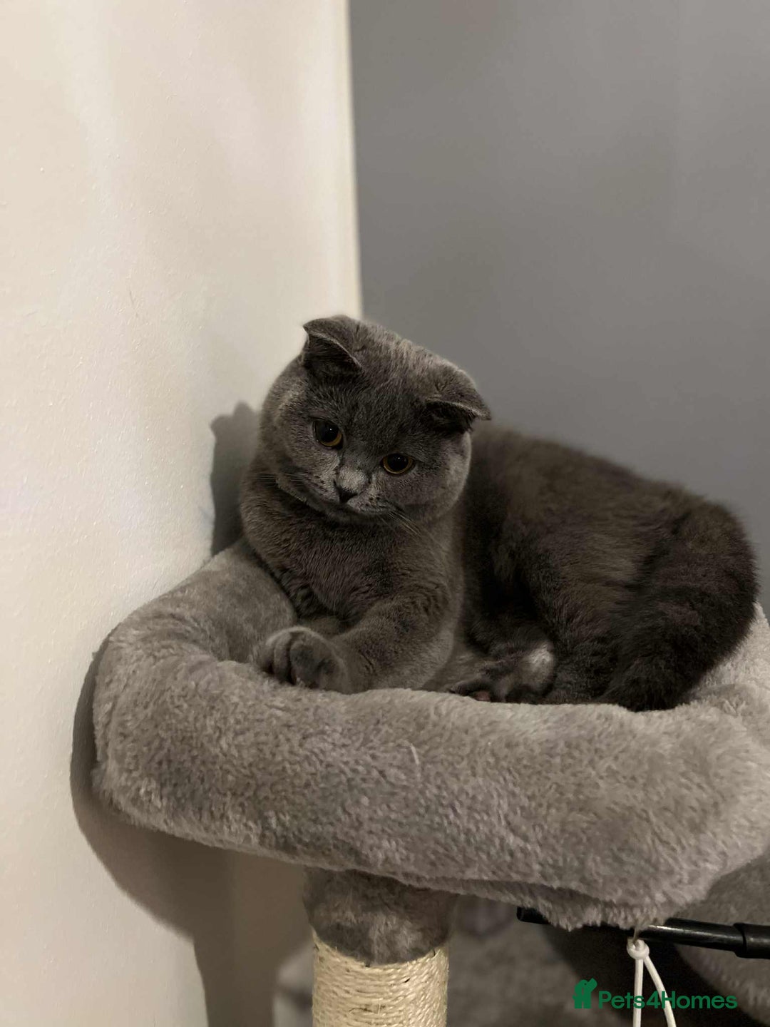 Scottish Fold cats for sale: Scottish fold and straight kittens  - Image 23