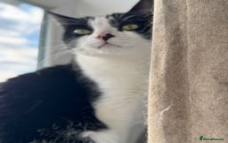 Mixed Breed cats for sale: URGENT: REHOMING NEEDED FOR MIXED BENGALS - Advert 5