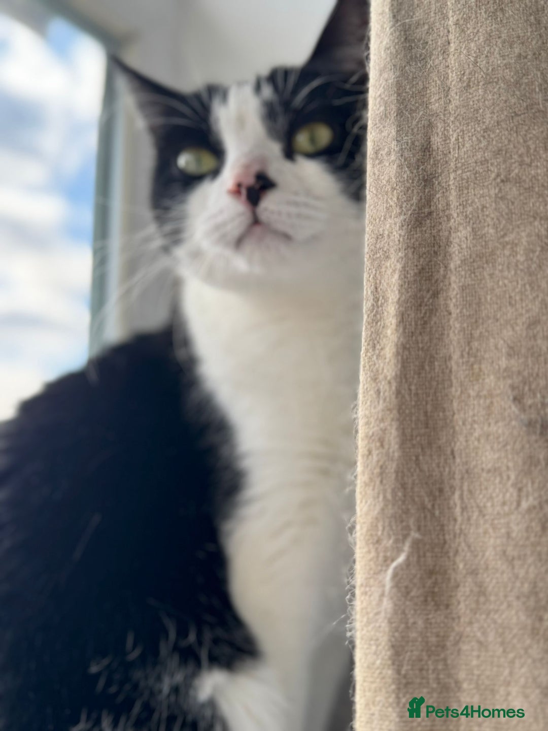 Mixed Breed cats for sale: URGENT: REHOMING NEEDED FOR MIXED BENGALS - Advert 5