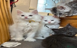 Maine Coon cats for sale: MAINE COON KITTENS SOME POLYDACTYL  - Image 2