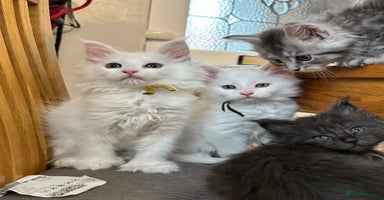 Maine Coon cats - Advert 5