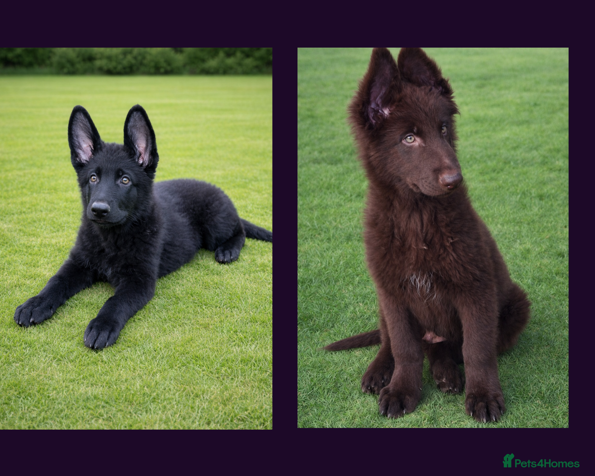 German Shepherd dogs 2 short coated KC registered Gsp's - Advert 2