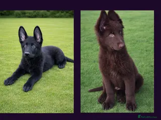 German Shepherd dogs 2 short coated KC registered Gsp's - Advert 2