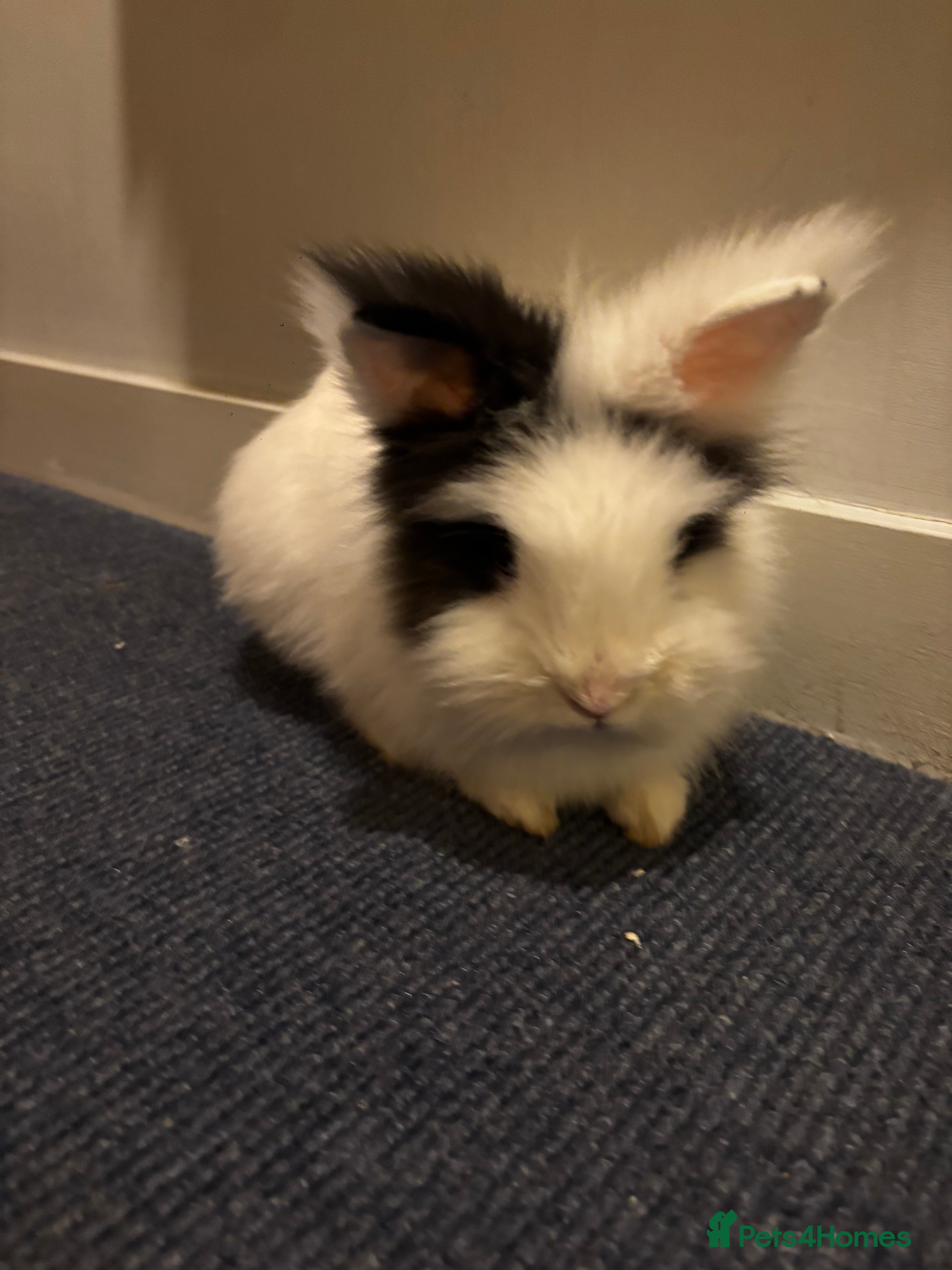 Lionhead rabbits Handsome double-maned lionhead - Advert 13