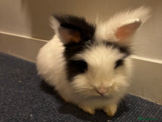 Lionhead rabbits for sale: 2 Handsome double-maned lionheads - Advert 1