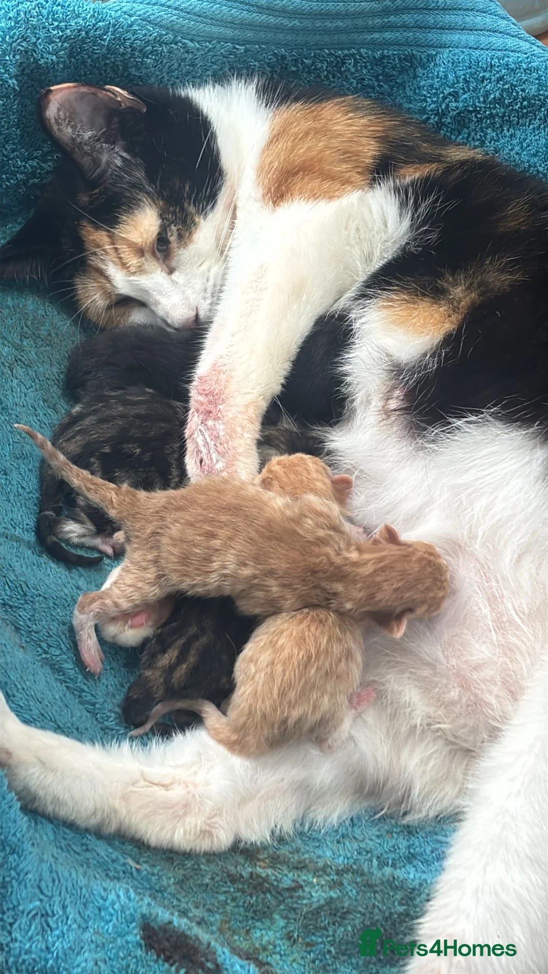 Mixed Breed cats for sale: Kittens for sale open to offers - Advert 3