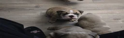 English Bulldog dogs for sale: English bulldogs  - Advert 22
