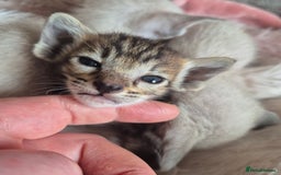Oriental cats for sale: 2 Oriental boys left ( sold ) - Image 13