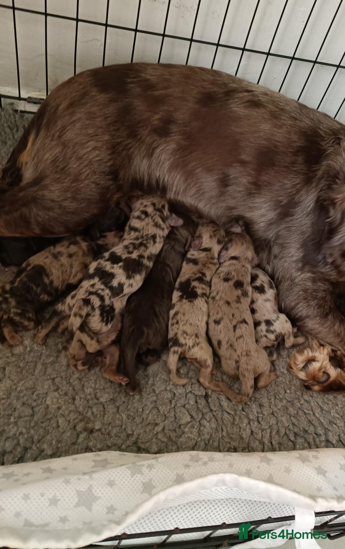 Cockapoo dogs Gorgeous Cockapoos from health-tested parents. - Advert 6