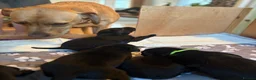 Labrador Retriever dogs for sale: 💙1 Boy Remaining💙 KC Reg Black Labradors 🐾 - Advert 26