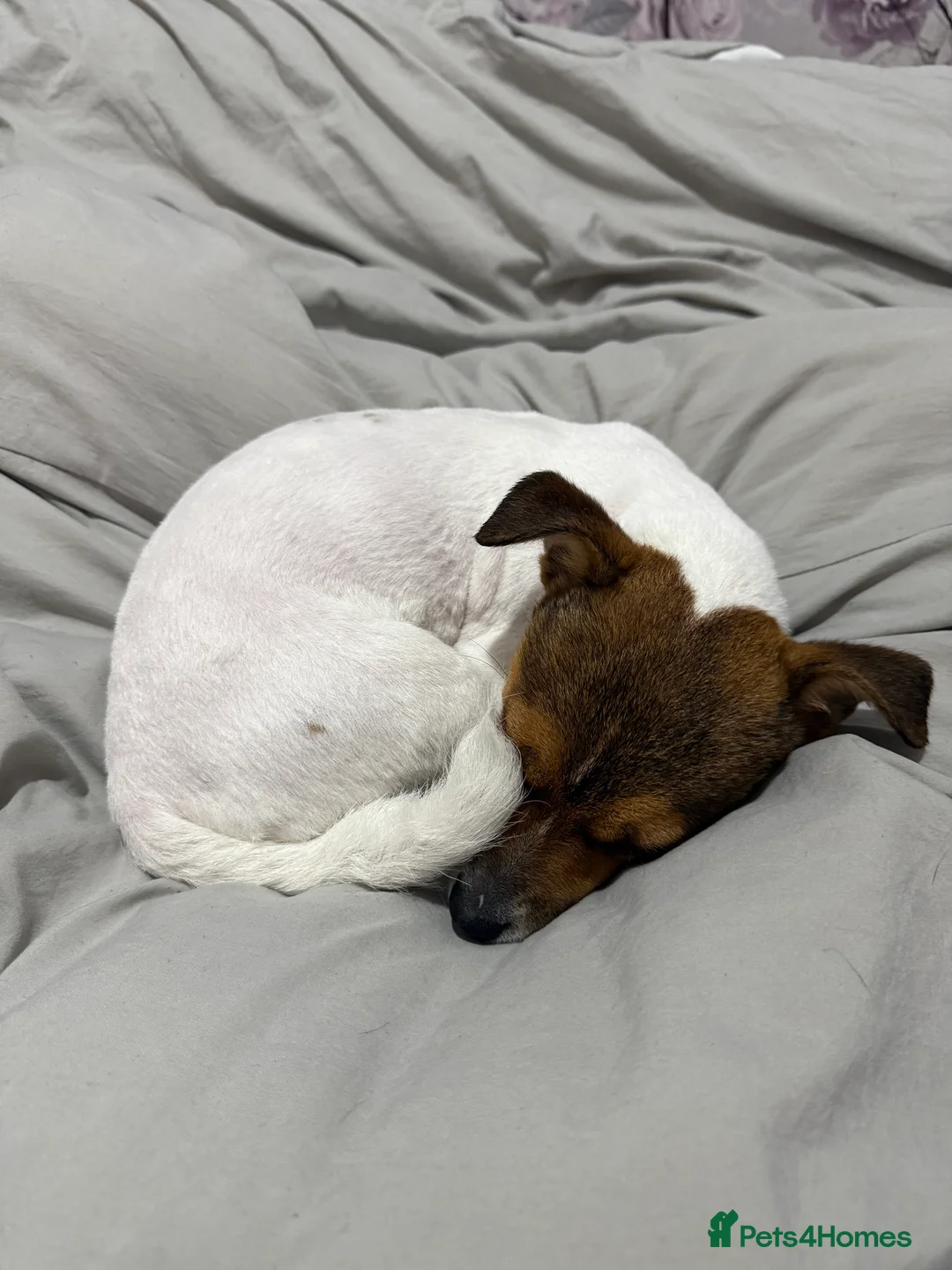 Jack Russell dogs for stud: Jack Russell stud  - Advert 8