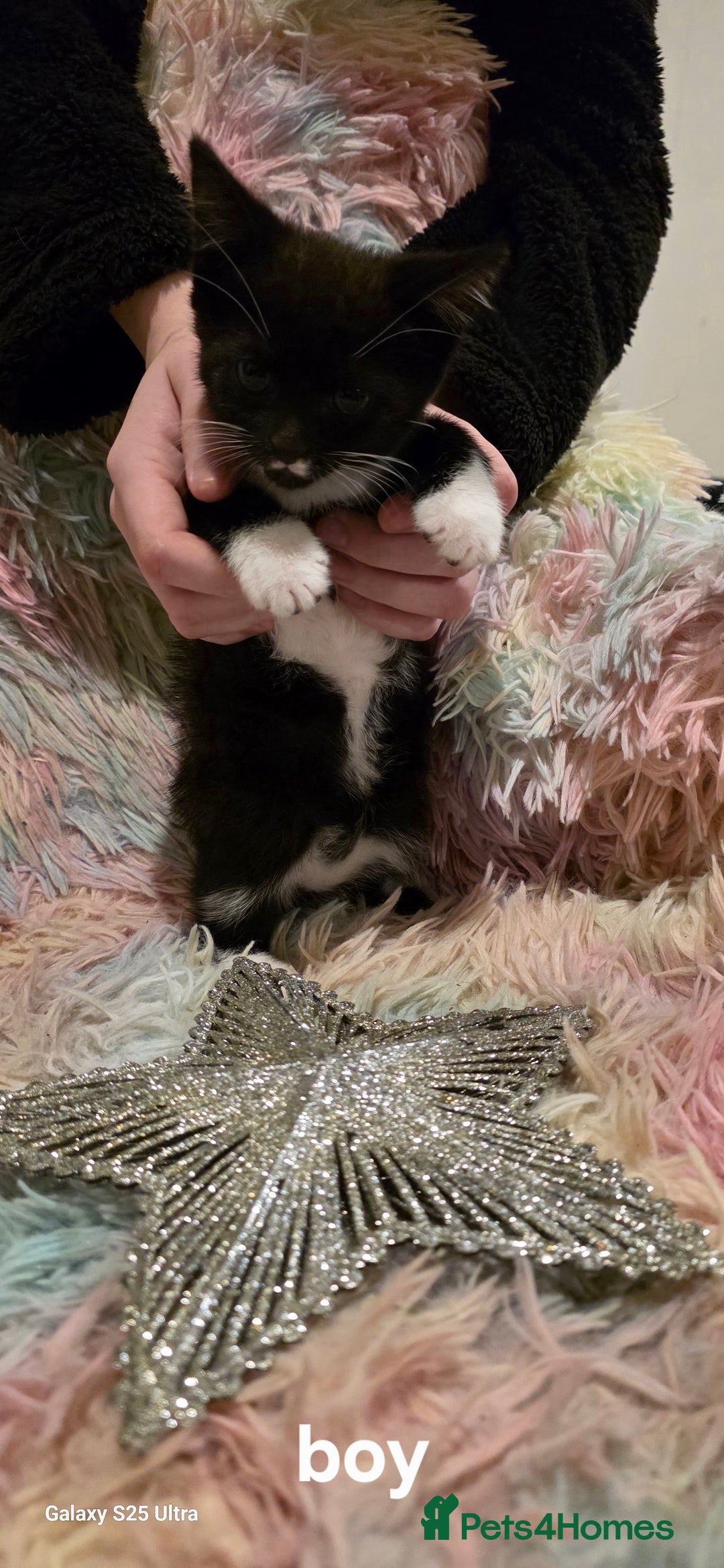 Mixed Breed cats for sale: Kittens  - Advert 7