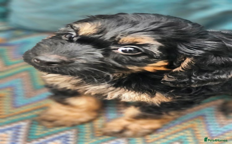 Cockapoo dogs - Advert 16