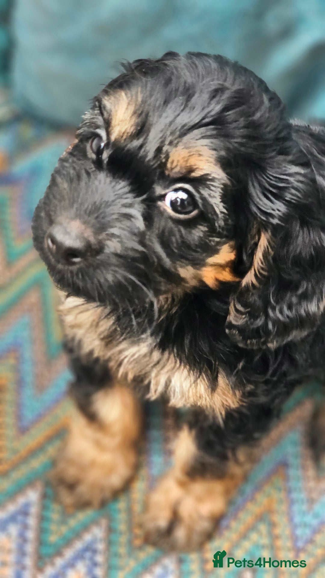 Cockapoo dogs for sale: The best cockapoos - Image 1