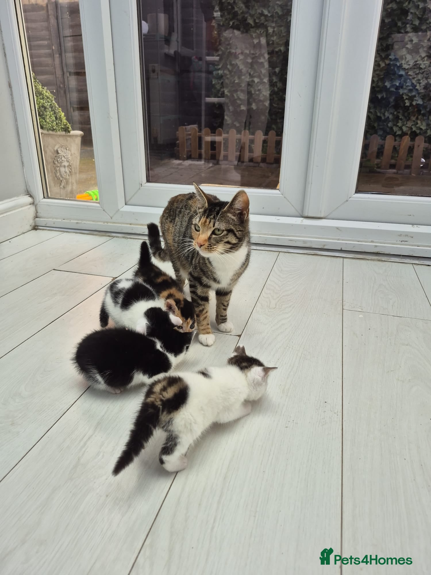 Mixed Breed cats 1 female, 3 male kittens for sale - Advert 2